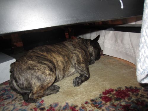 Bodger under bed