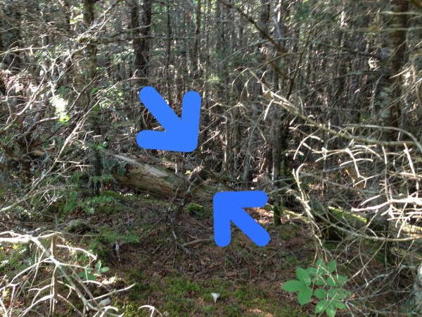 grouse identification