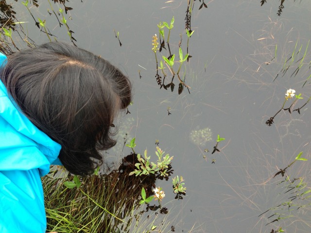 Looking at tadpoles