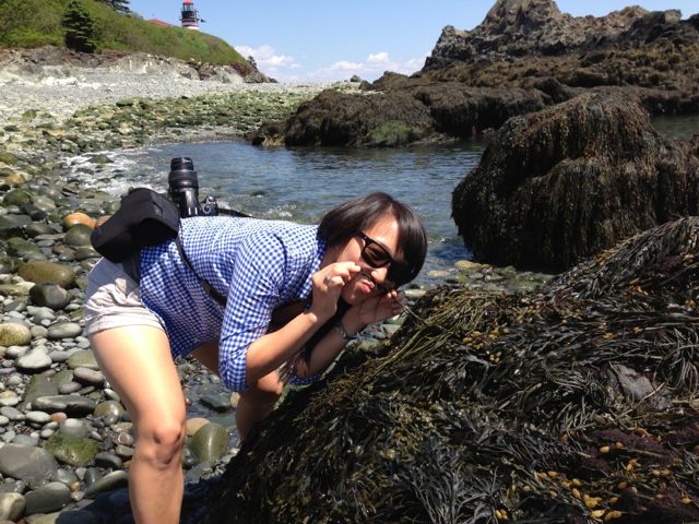 Mica with seaweed, Quoddy Head STate Park