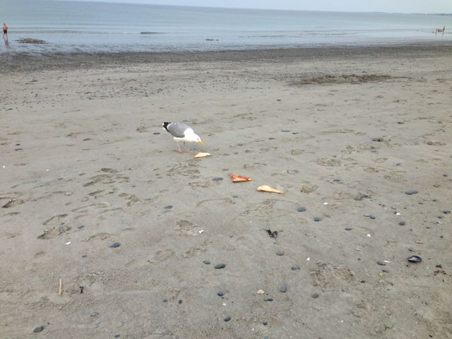 seagull with pizza