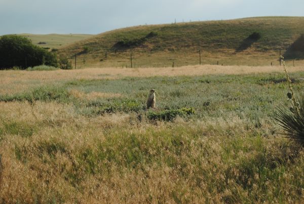 Prairie Dog town, Montana