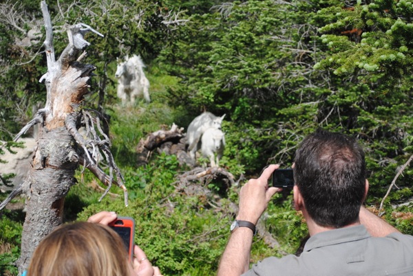 inappropriate goat behavior