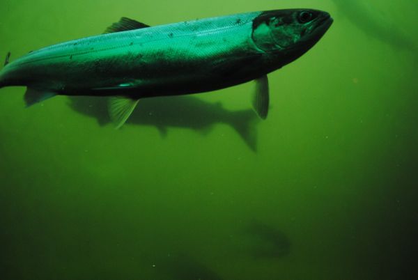 Salmon on salmon ladder