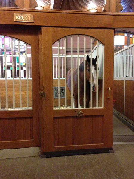 Budweiser Clydesdale