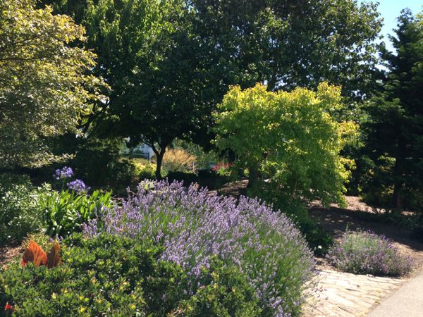 Lavender in Seattle Center
