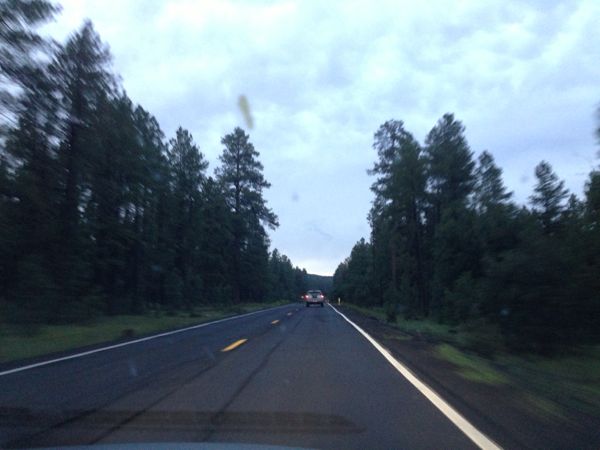 forest outside Flagstaff, AZ