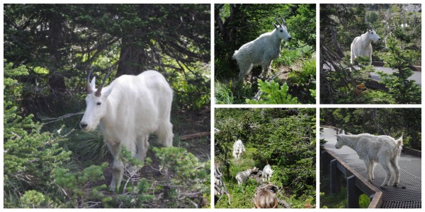 Mountain goats